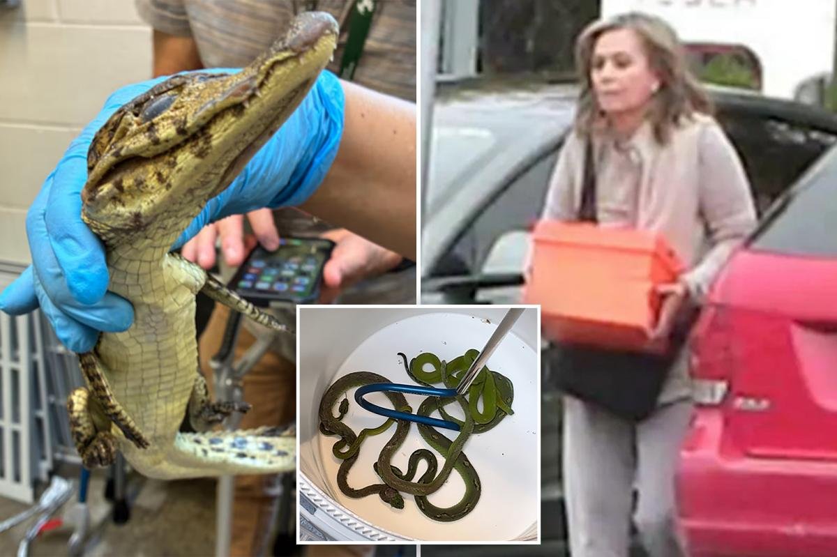 You are currently viewing 69 live animals found stuffed in pillowcases in hidden car compartment after border arrest: Feds