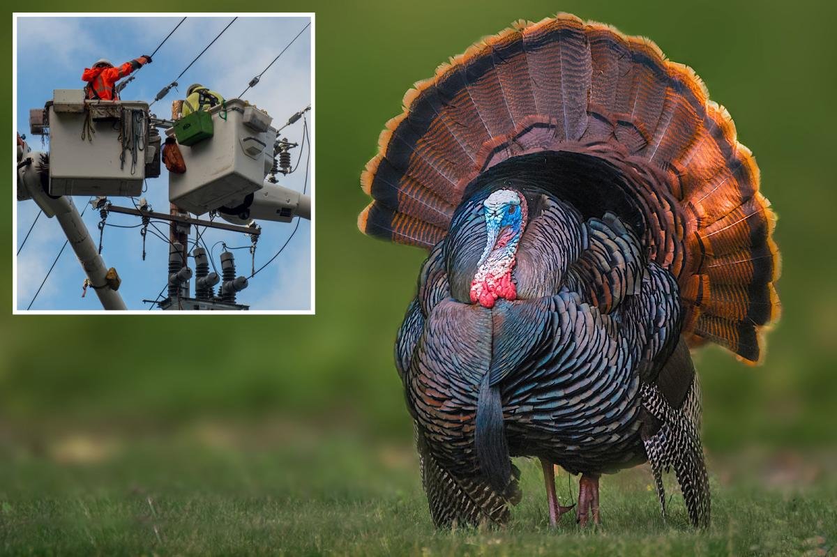You are currently viewing California beach town crowned best weekend escape has a serious wild turkey problem