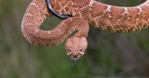Read more about the article Urgent search after hiker deep in Angeles National Forest is bitten by rattlesnake