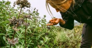 Read more about the article How to volunteer with native plants in L.A., Santa Barbara, OC