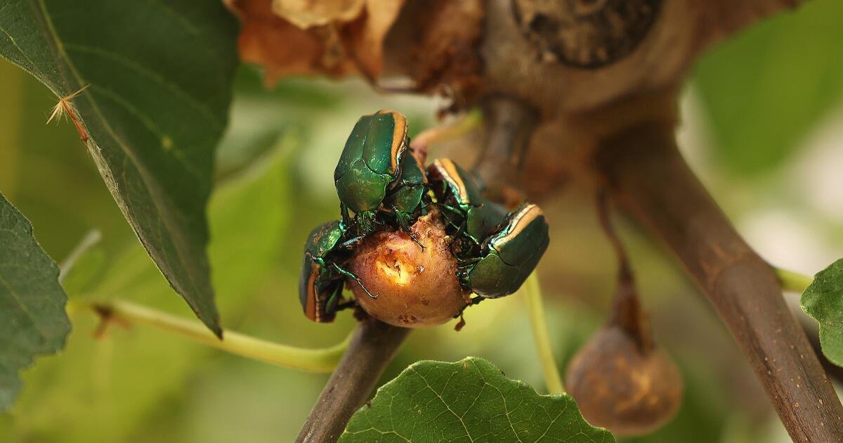 You are currently viewing This clumsy green beetle is buzzing all over L.A. It might just crash into your face