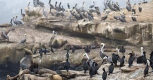 Read more about the article ‘Unacceptable’: La Jolla man who admitted kicking a sea lion faces a year in jail and $100,000 fine