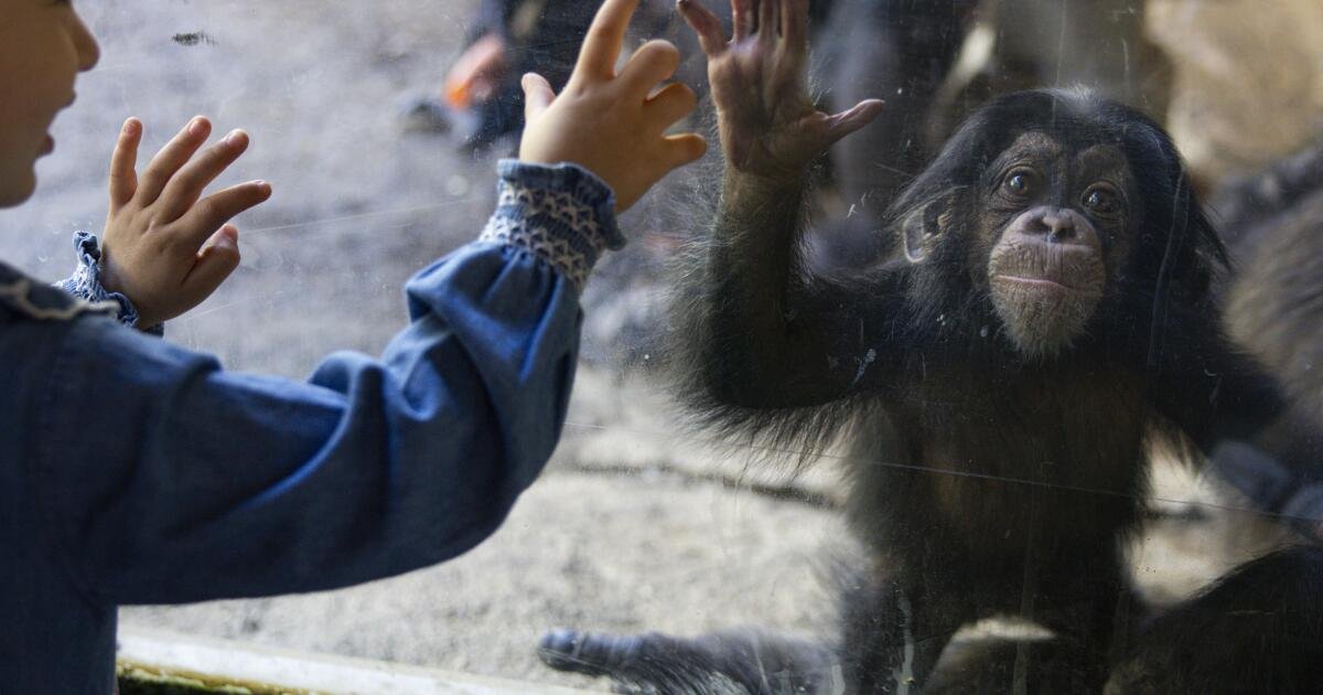 You are currently viewing You could soon be paying more to visit the L.A. Zoo