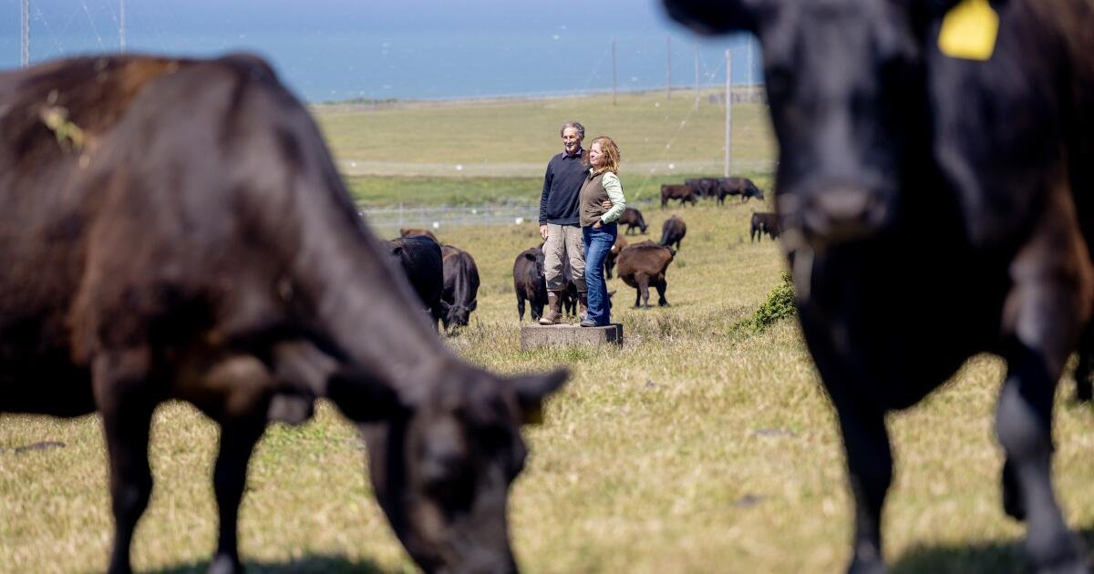 You are currently viewing Inside the bitter war over cows and wilderness at Point Reyes