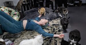 Read more about the article What it was like to have a ‘slumber pawrty’ with 39 very cute cats