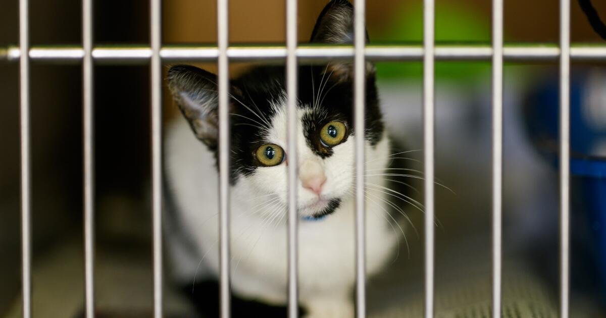 You are currently viewing Euthanasia rates of cats and kittens are on the rise at L.A. city animal shelters