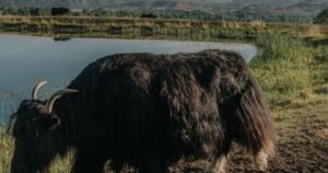 Read more about the article How Colorado became the unlikely epicenter of American yak ranching