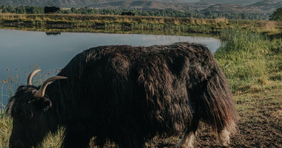 You are currently viewing How Colorado became the unlikely epicenter of American yak ranching