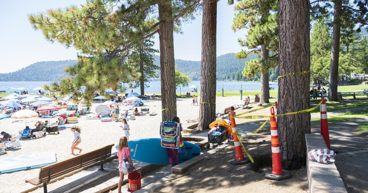 You are currently viewing A Lake Tahoe murder mystery: Who is poisoning towering pine trees?