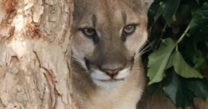 Read more about the article Injured mountain lion found in a San Dimas neighborhood was euthanized, wildlife officials say