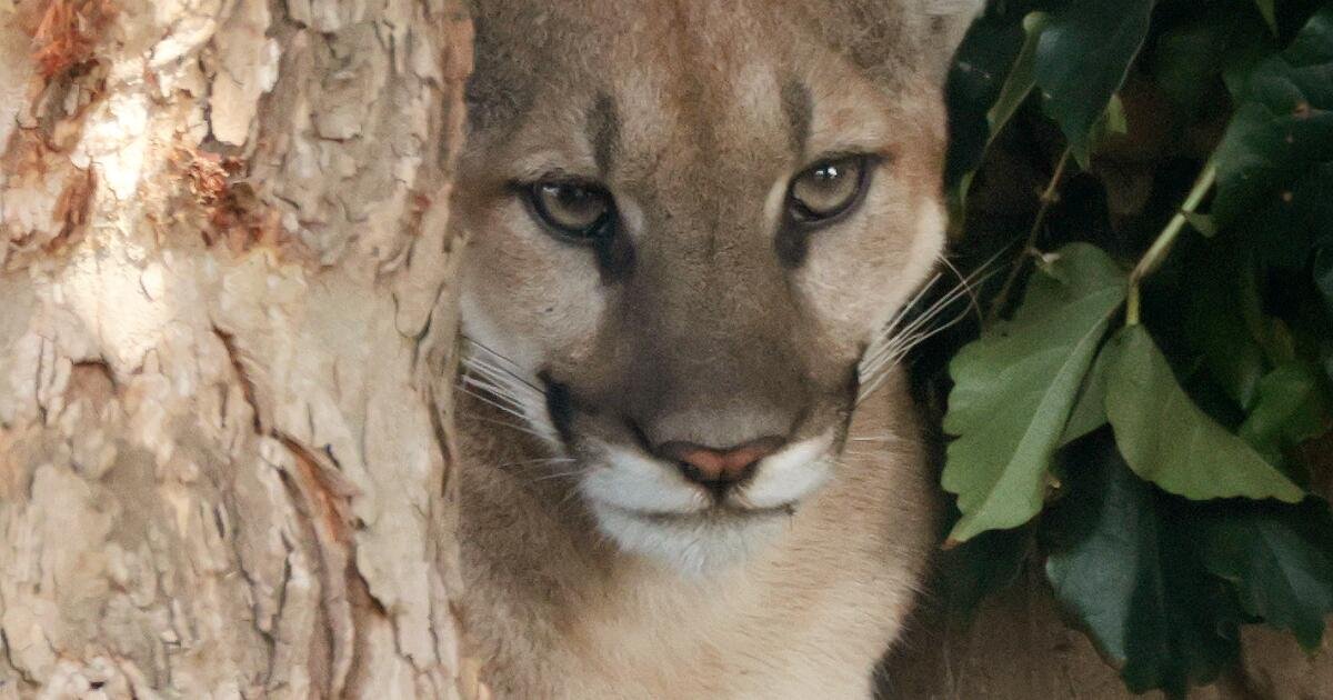 You are currently viewing Injured mountain lion found in a San Dimas neighborhood was euthanized, wildlife officials say