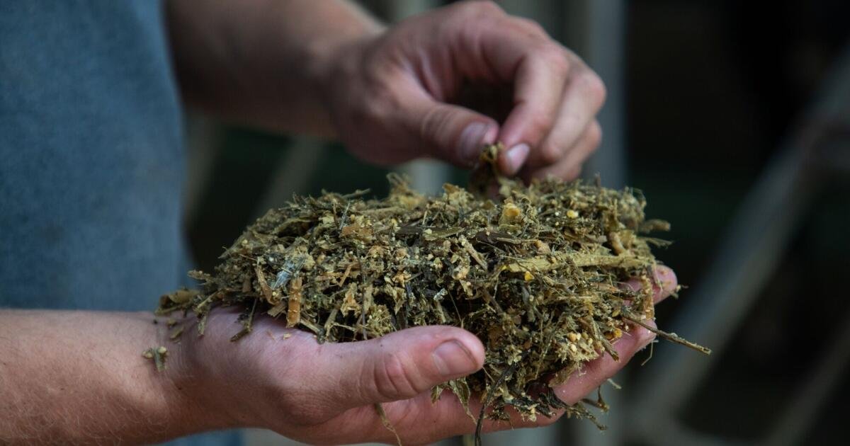 You are currently viewing The secret ingredients farmers add to their dairy cows’ diets