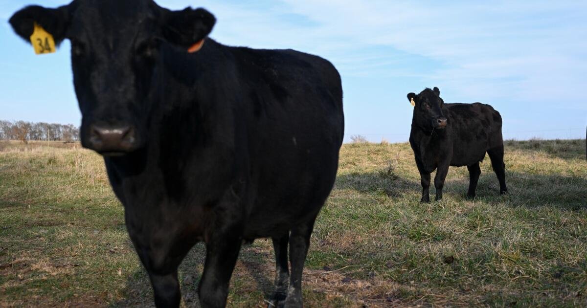 You are currently viewing Americans finally say no to soaring beef prices as chicken takes over the grill