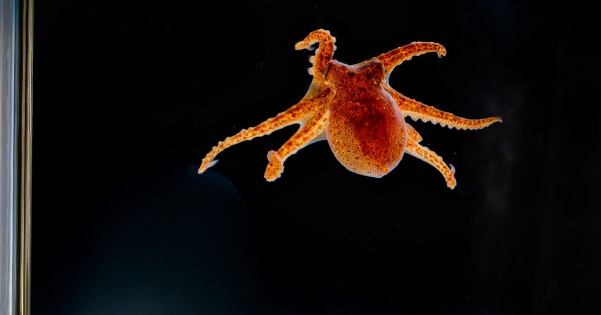 Read more about the article First red octopuses raised in captivity on display at Birch Aquarium