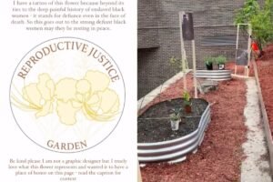 Read more about the article Taxpayer-funded NY college hosts ‘reproductive justice’ garden of abortion-inducing plants