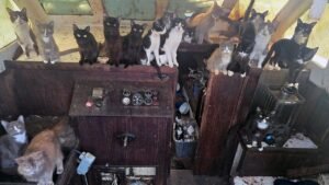 Read more about the article Tacoma sailboat found abandoned with 60 cats near Owens Beach, WA