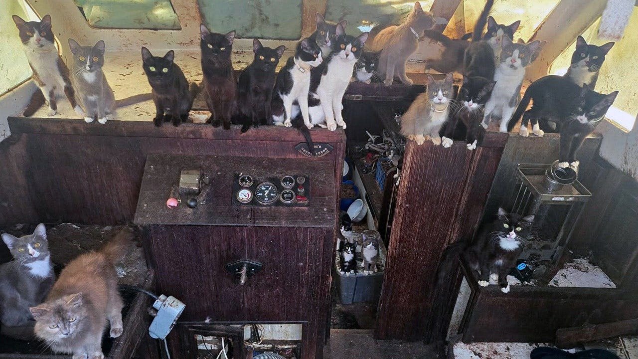 You are currently viewing Tacoma sailboat found abandoned with 60 cats near Owens Beach, WA