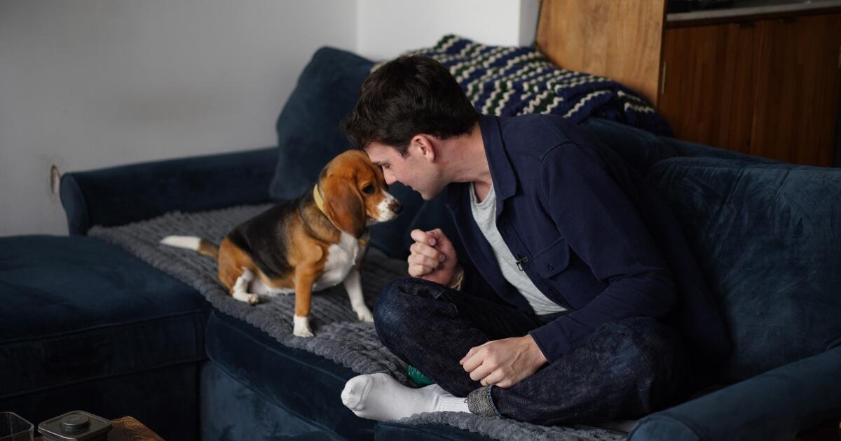 Read more about the article Gene-edited beagles may offer a future option for people with dog allergies