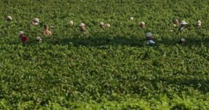Read more about the article Extreme heat is reshaping Italy’s sparkling wine industry with early harvests and nighttime picking