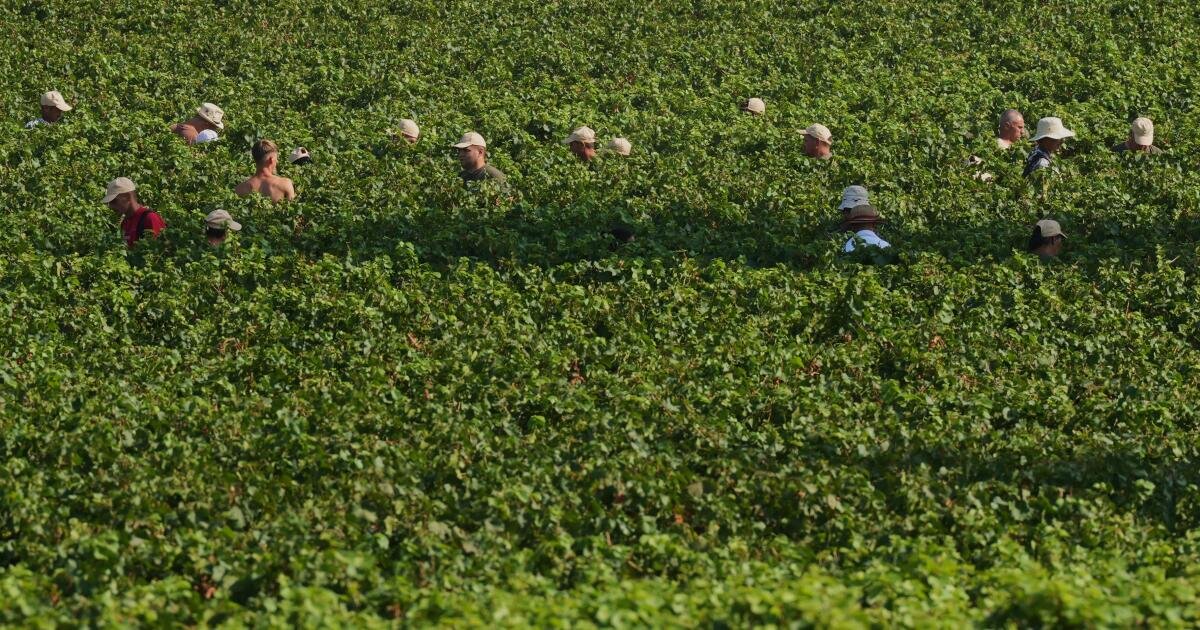 Read more about the article Extreme heat is reshaping Italy’s sparkling wine industry with early harvests and nighttime picking