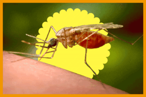 Read more about the article 7 tips for L.A. hikers to avoid mosquitoes and West Nile virus right now