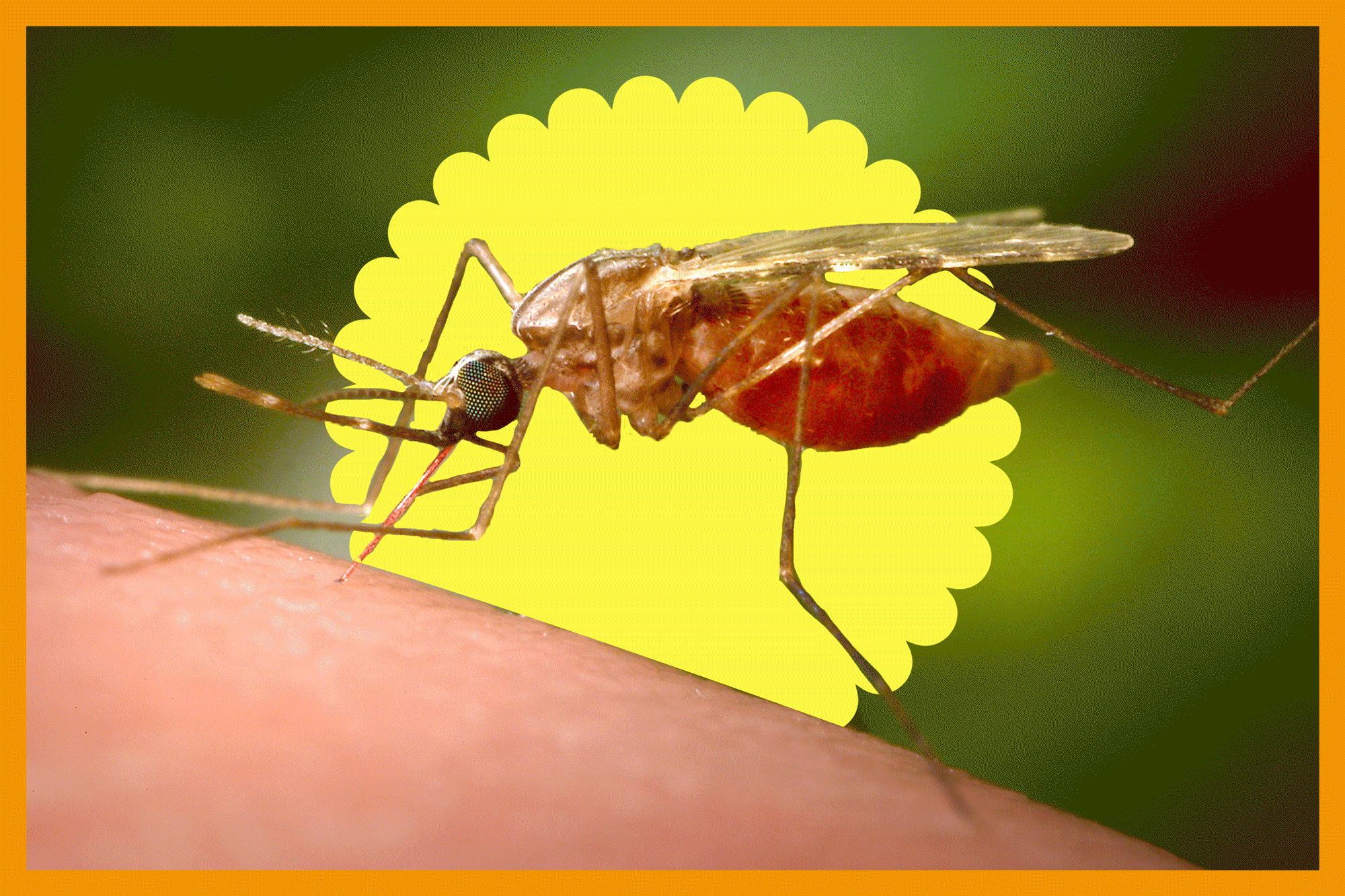You are currently viewing 7 tips for L.A. hikers to avoid mosquitoes and West Nile virus right now