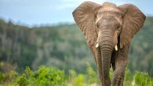 Read more about the article ‘Earliest evidence’ of elephant butchery at Olduvai Gorge shared in new study