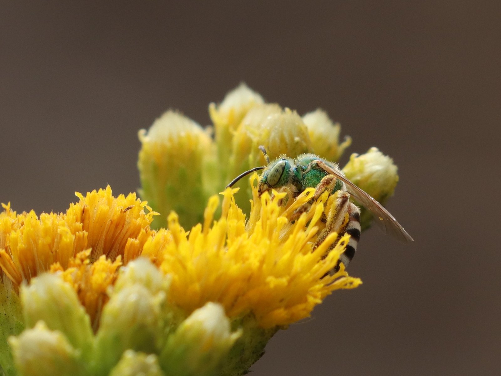 You are currently viewing Colonist Honeybees Are Kind of a Problem. Vote Native.