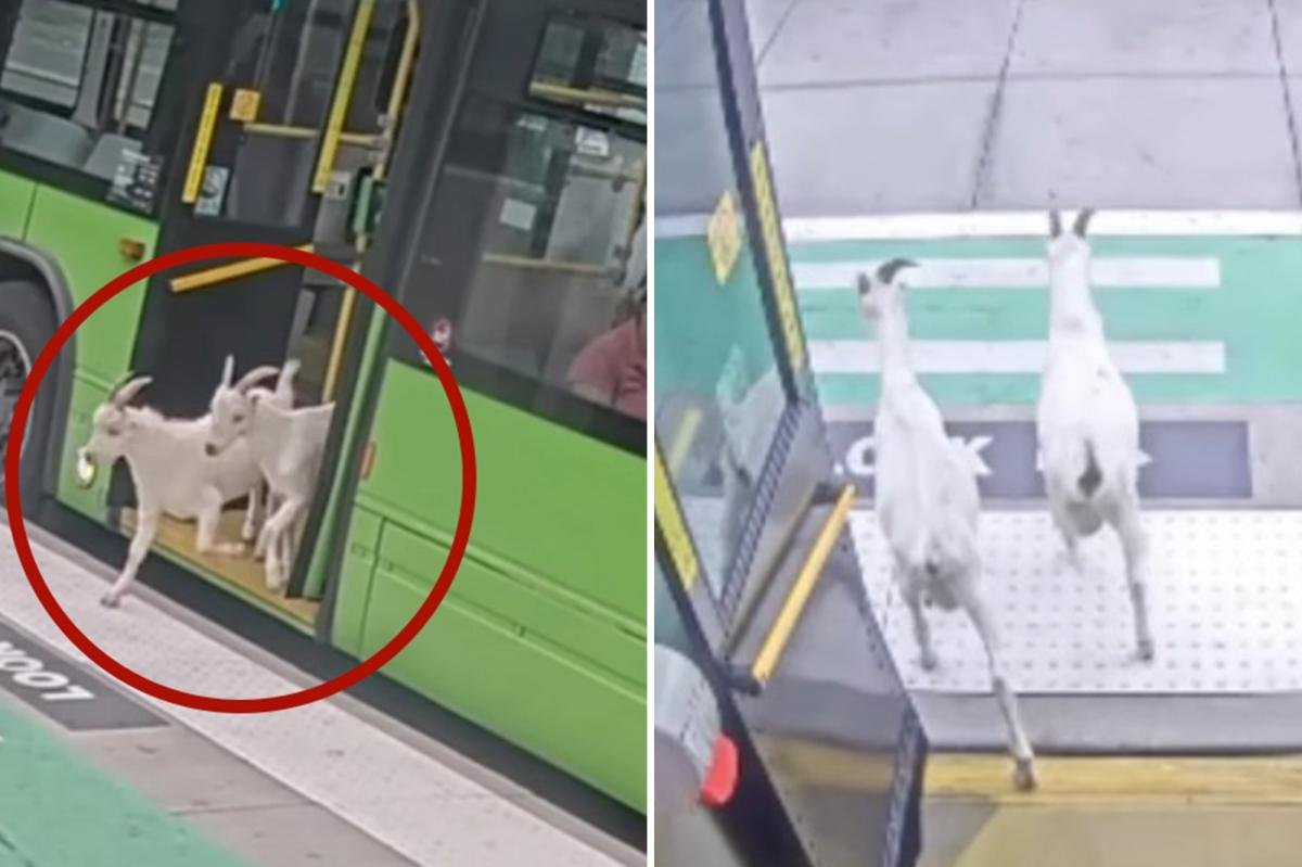 You are currently viewing Fare-evading goats back home after hopping on public Portland bus during morning commute