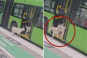 Read more about the article Two sneaky goats try to hitch a ride on public Portland bus during busy morning commute: video