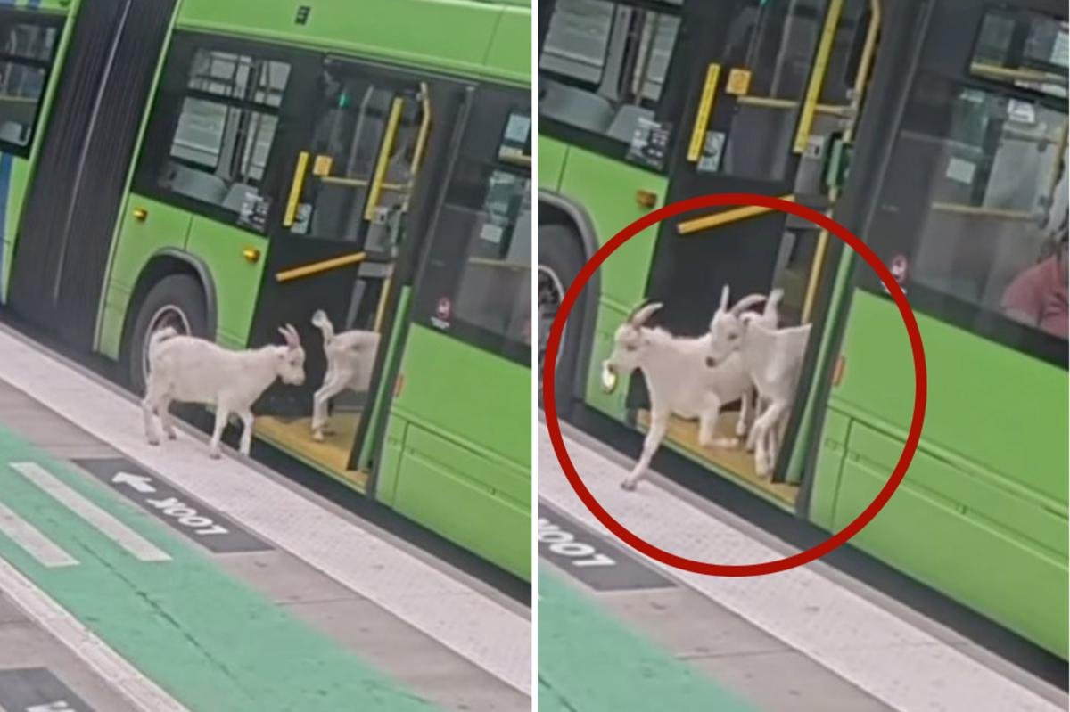 You are currently viewing Two sneaky goats try to hitch a ride on public Portland bus during busy morning commute: video
