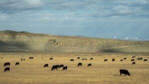 Read more about the article James Byrd wins Wyoming’s Democratic primary for open Senate seat