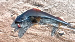 Read more about the article 29 dead dogfish sharks are discovered on Sea Isle City on Jersey Shore
