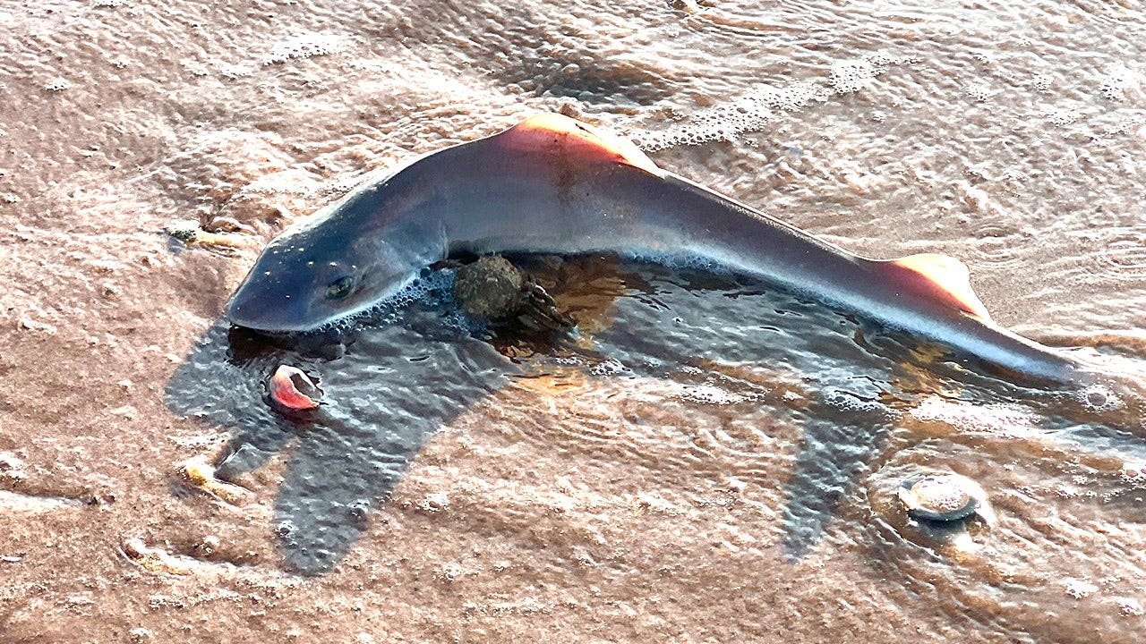 You are currently viewing 29 dead dogfish sharks are discovered on Sea Isle City on Jersey Shore