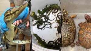 Read more about the article 69 live reptiles found smuggle at Mexico border in wildlife bust