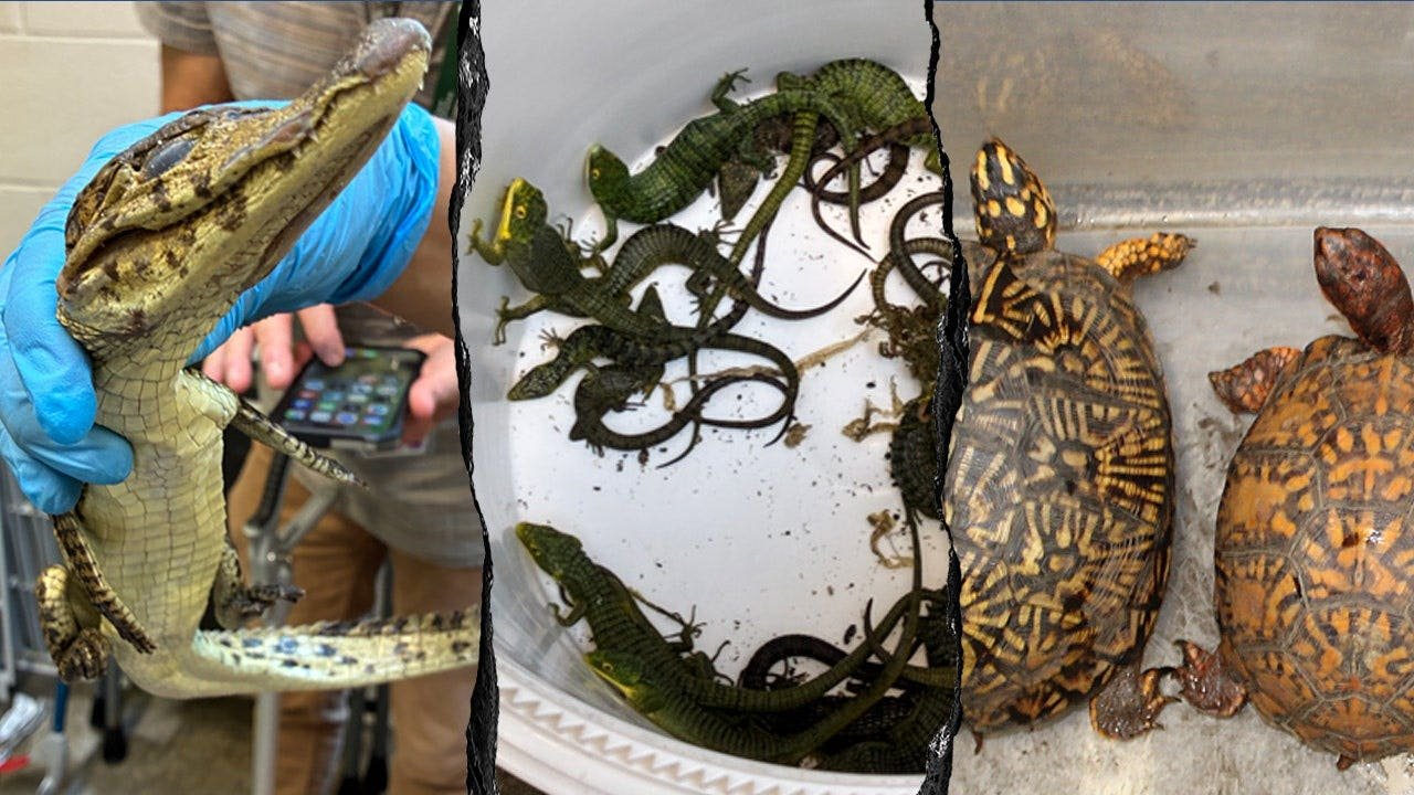 Read more about the article 69 live reptiles found smuggle at Mexico border in wildlife bust