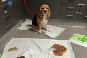 Read more about the article Dog rushed to ER after binging over 2 pounds of gummy worms