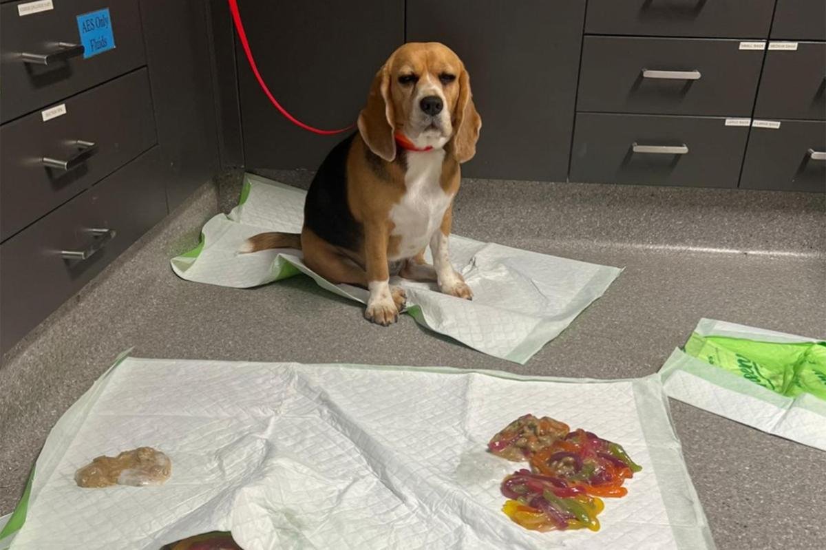 You are currently viewing Dog rushed to ER after binging over 2 pounds of gummy worms