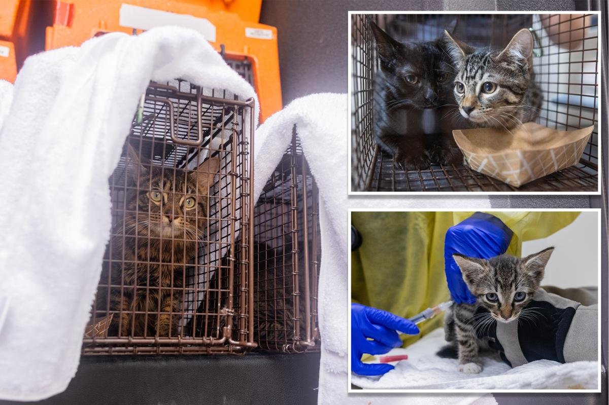 You are currently viewing Over 100 cats rescued from three deplorable NYC homes in a single day