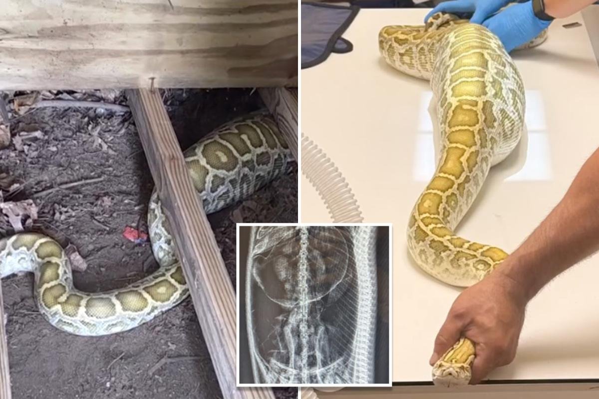 You are currently viewing Massive python with swollen belly found under NJ family’s shed — with X-ray revealing its last meal