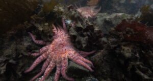 Read more about the article Billions of sea stars have died. A Northwest tribe is trying to save the species