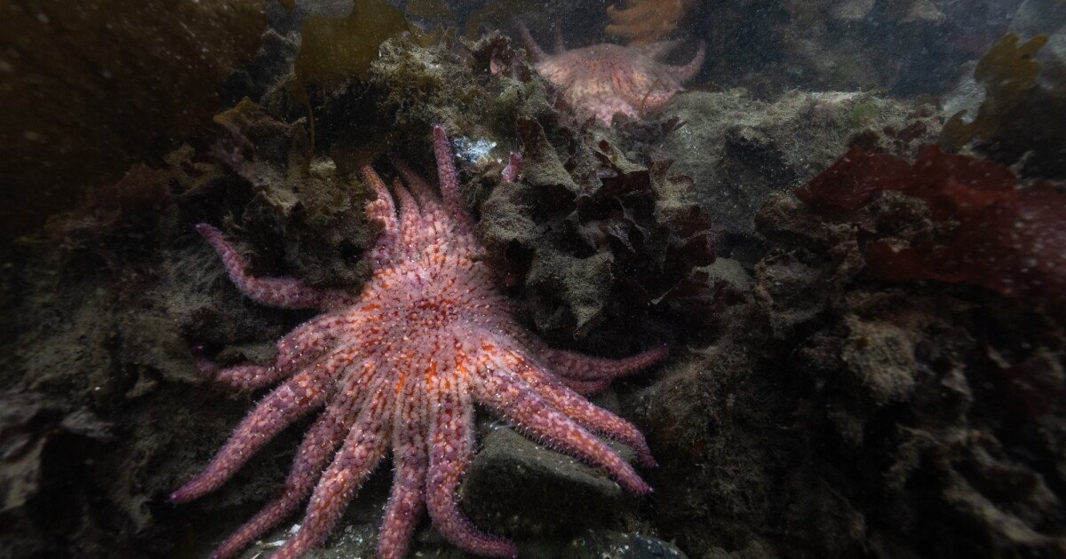 You are currently viewing Billions of sea stars have died. A Northwest tribe is trying to save the species