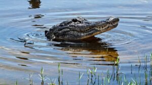 Read more about the article Florida woman loses arm in Silver River alligator attack as boater races to save her life