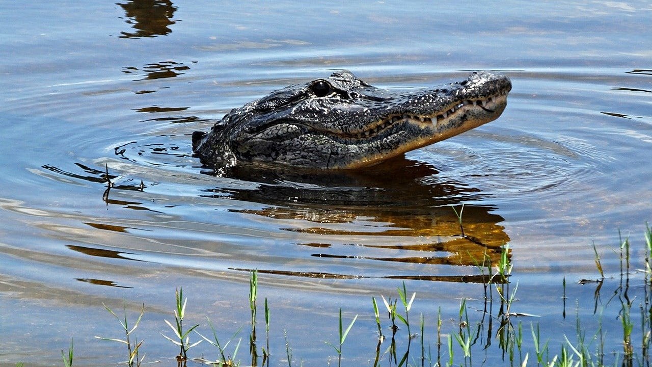 Read more about the article Florida woman loses arm in Silver River alligator attack as boater races to save her life