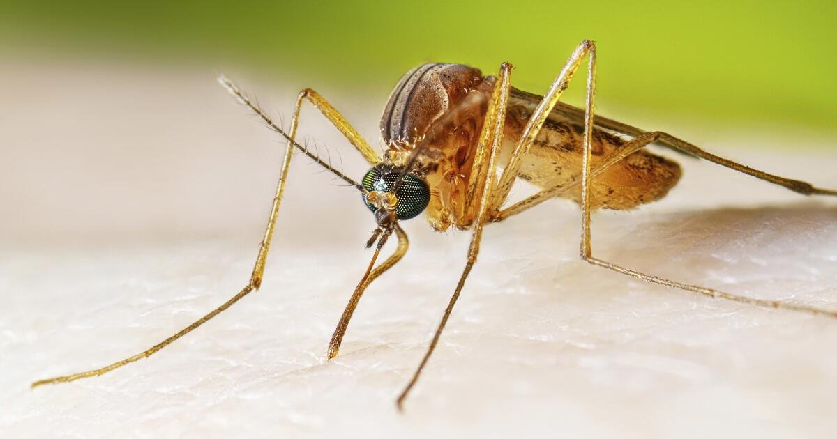 You are currently viewing Are mosquitoes, ticks and fleas turning California into a disease hotspot?