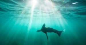 Read more about the article La Jolla man, 18, pleads guilty to sea lion attack captured on video