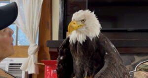 Read more about the article Jackie, the California bald eagle who became an internet sensation, dies after illness