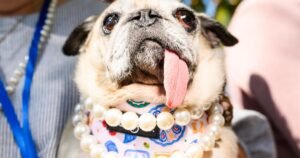 Read more about the article White pug Jinny Lu and her floppy tongue win World’s Ugliest Dog Contest after losing 3 times