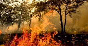 Read more about the article Man arrested in Gann fire said he was was trying to make money for a birthday dinner