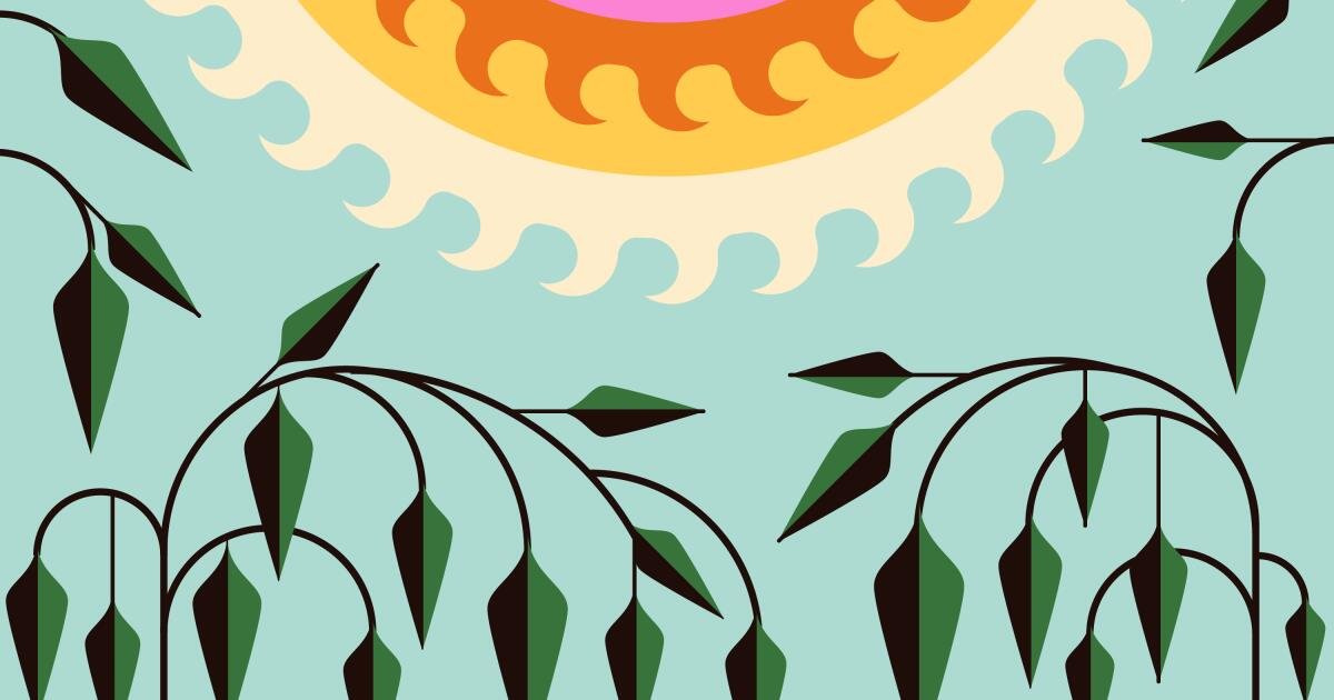 You are currently viewing Is it OK to plant native plants during the SoCal heat wave?